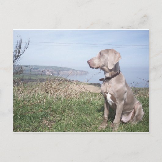 Weimaraner Briefkaart (Voorkant)