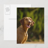 Weimaraner Briefkaart (Voorkant / Achterkant)