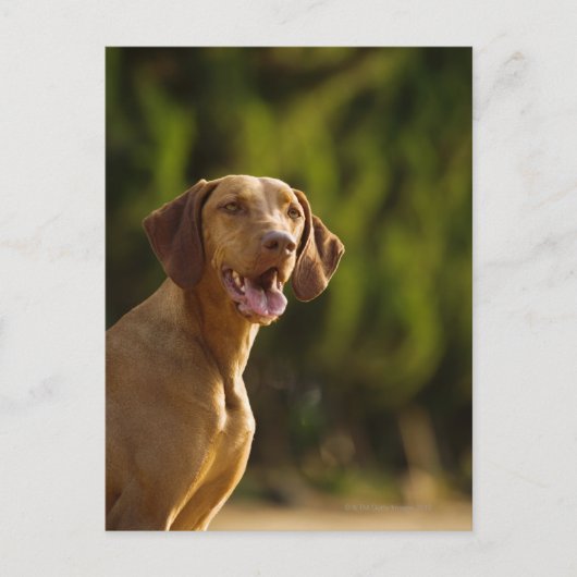 Weimaraner Briefkaart (Voorkant)