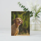 Weimaraner Briefkaart (Staand voorkant)