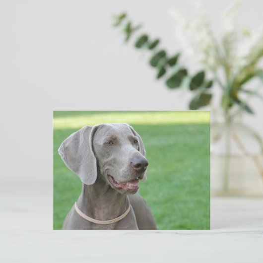 Weimaraner Briefkaart (Staand voorkant)