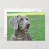 Weimaraner Briefkaart (Voorkant / Achterkant)