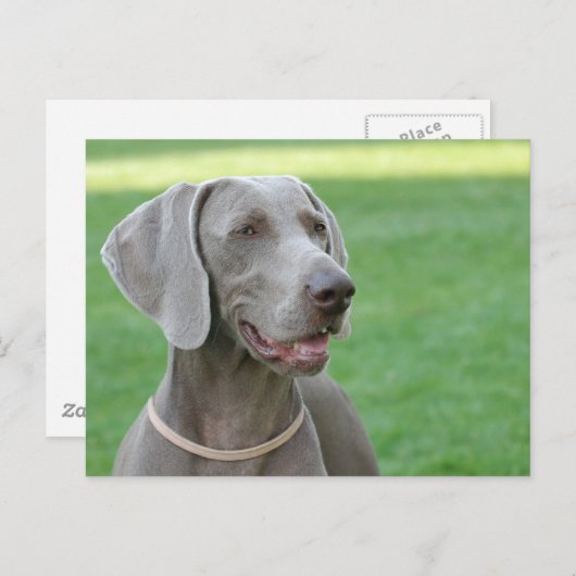 Weimaraner Briefkaart (Voorkant / Achterkant)