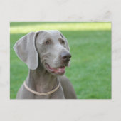 Weimaraner Briefkaart (Voorkant)
