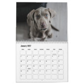 Weimaraner Calendar Kalender (Jan 2027)