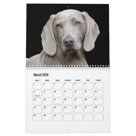 Weimaraner Calendar Kalender (Mar 2026)
