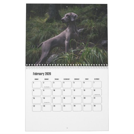Weimaraner Calendar Kalender (Feb 2026)