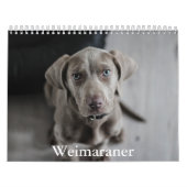 Weimaraner Calendar Kalender (Hoes)