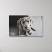 Weimaraner Canvas Afdruk (Voorkant)