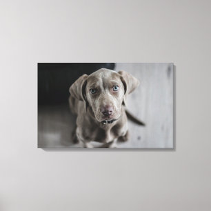 Weimaraner Canvas Afdruk