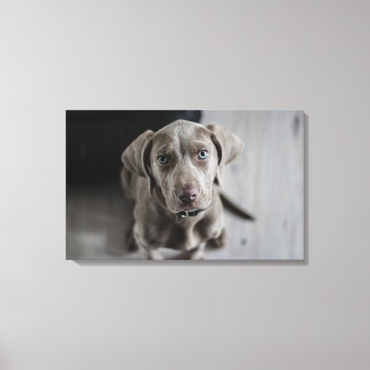 Weimaraner Canvas Afdruk (Voorkant)