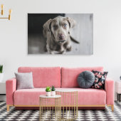 Weimaraner Canvas Afdruk (Insitu (Woonkamer))