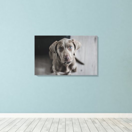 Weimaraner Canvas Afdruk (Insitu (Houten vloer))