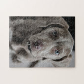 Weimaraner Cutie Pie Legpuzzel (Horizontaal)