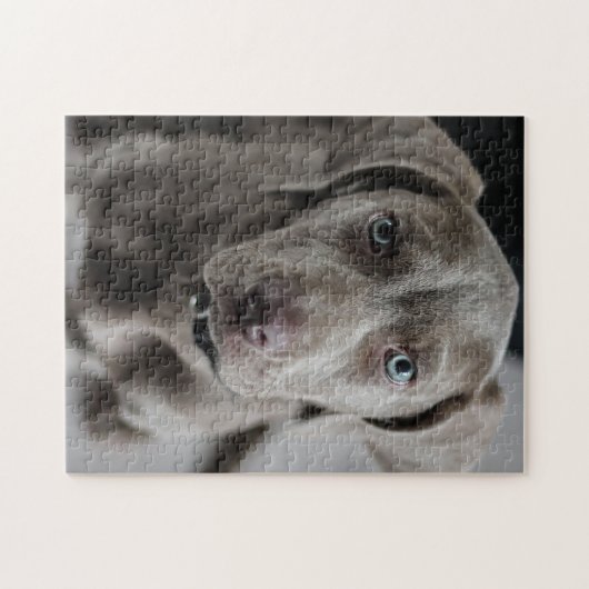 Weimaraner Cutie Pie Legpuzzel (Horizontaal)