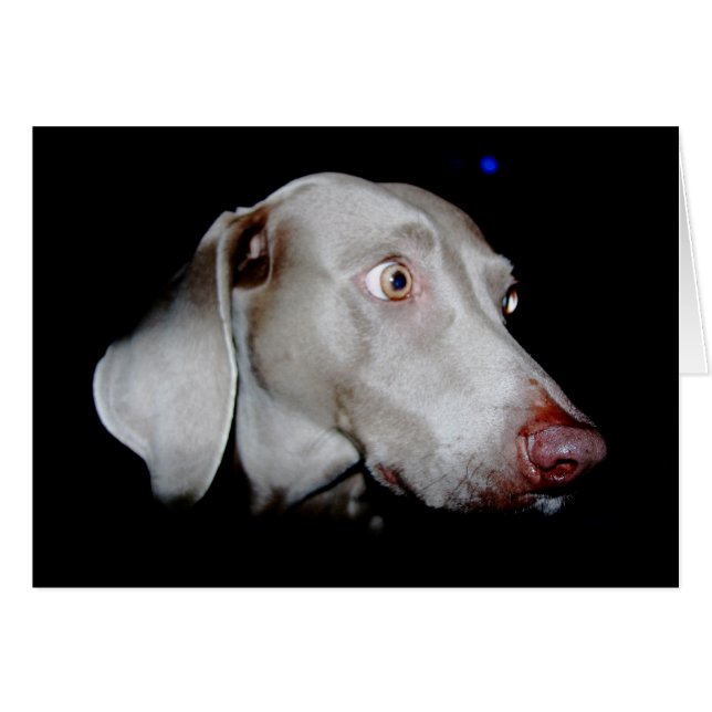 Weimaraner - De grijze gastheer (Voorkant Horizontaal)