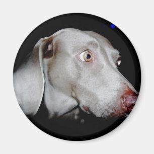Weimaraner - De grijze gastheer Magneet
