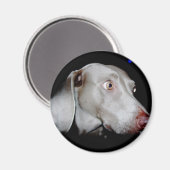 Weimaraner - De grijze geest Magneet (Voorkant / Achterkant)