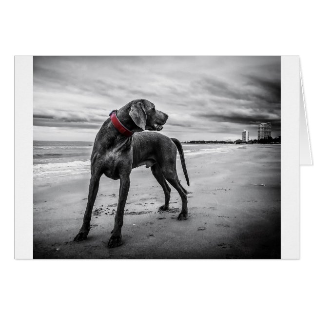 Weimaraner Dog (Voorkant Horizontaal)