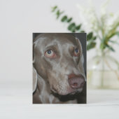 Weimaraner Dog Briefkaart (Staand voorkant)