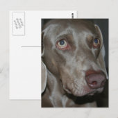 Weimaraner Dog Briefkaart (Voorkant / Achterkant)