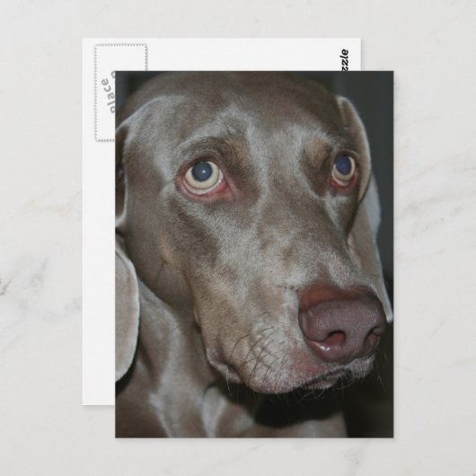 Weimaraner Dog Briefkaart (Voorkant / Achterkant)