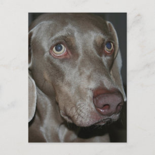 Weimaraner Dog Briefkaart