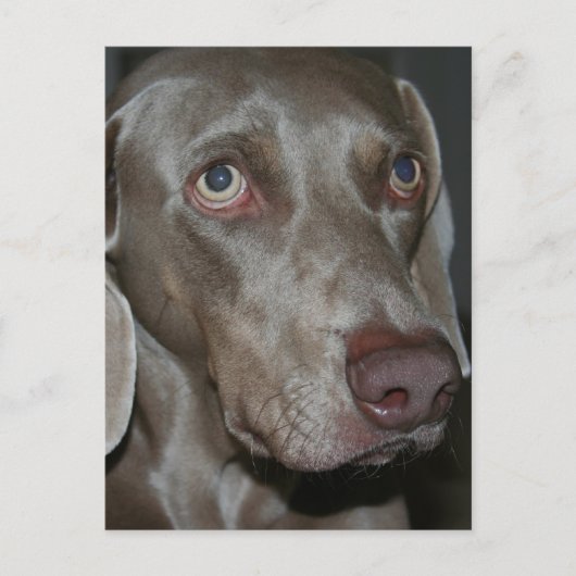 Weimaraner Dog Briefkaart (Voorkant)