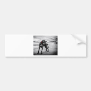 Weimaraner Dog Bumpersticker