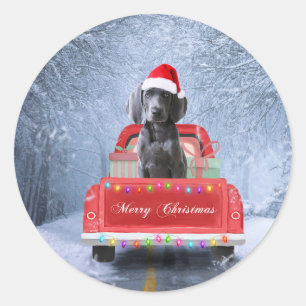 Weimaraner Dog in Snow, dat in kerstmis zit Ronde Sticker