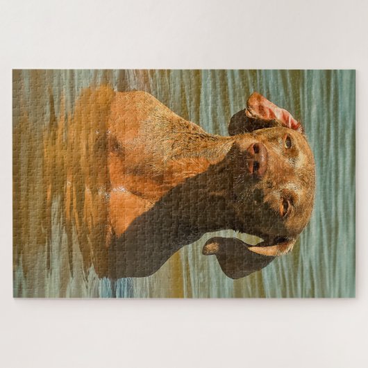 Weimaraner Dog Jigsaws. Legpuzzel (Horizontaal)