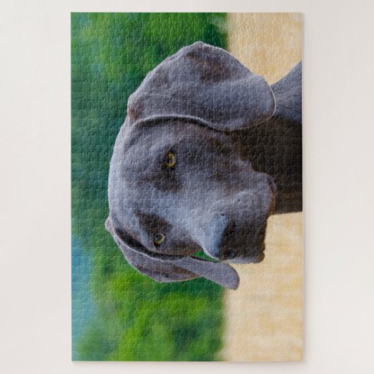 Weimaraner Dog Jigsaws. Legpuzzel (Verticaal)