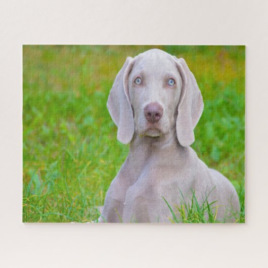 Weimaraner Dog Jigsaws. Legpuzzel (Horizontaal)