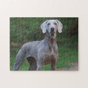 Weimaraner Dog Legpuzzel
