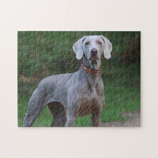 Weimaraner Dog Legpuzzel (Horizontaal)