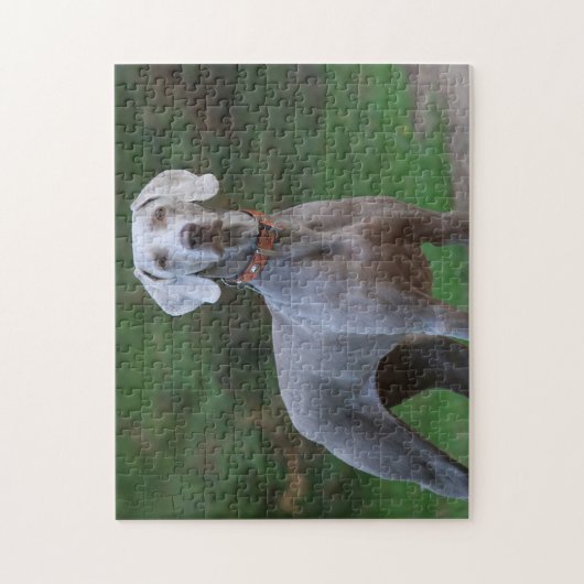 Weimaraner Dog Legpuzzel (Verticaal)
