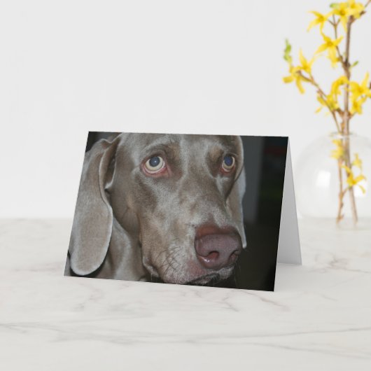 Weimaraner Dog Wenskaart Kaart (Gele Bloem)