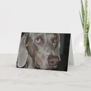 Weimaraner Dog Wenskaart Kaart