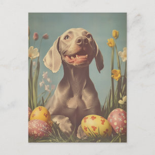 Weimaraner  Easter Briefkaart