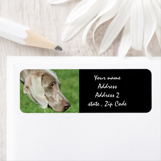 Weimaraner Etiket (Insitu)