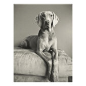 Weimaraner Foto Afdruk (Voorkant)