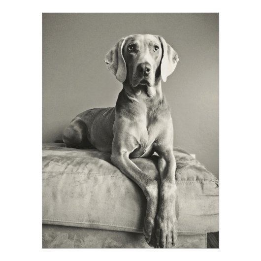 Weimaraner Foto Afdruk (Voorkant)