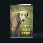 Weimaraner Funny Belated Birthday Card Kaart<br><div class="desc">Grote woorden zijn moeilijk,  maar ook de speciale dag van iedereen. Op deze gekke kaart maakt Blue Dog de Weimaraner een goed gezicht in de camera op deze achterhaalde verjaardagskaart.</div>