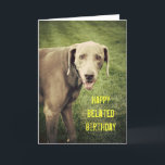 Weimaraner Funny Belated Birthday Card Kaart<br><div class="desc">Grote woorden zijn moeilijk,  maar ook de speciale dag van iedereen. Op deze gekke kaart maakt Blue Dog de Weimaraner een goed gezicht in de camera op deze achterhaalde verjaardagskaart.</div>