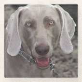 Weimaraner Glazen Onderzetter (Voorkant)