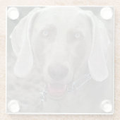 Weimaraner Glazen Onderzetter (Achterkant)