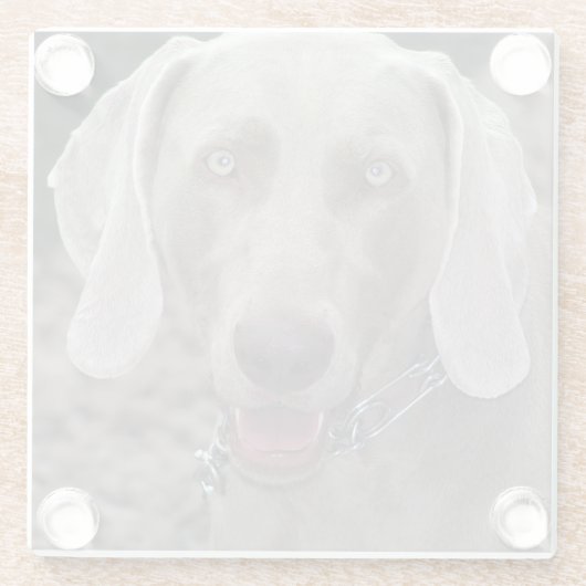 Weimaraner Glazen Onderzetter (Achterkant)
