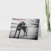 Weimaraner grappige verjaardagskaart kaart (Voorkant)