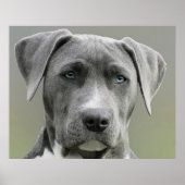 Weimaraner Gray Hunting Dog Poster (Voorkant)
