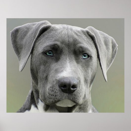 Weimaraner Gray Hunting Dog Poster (Voorkant)